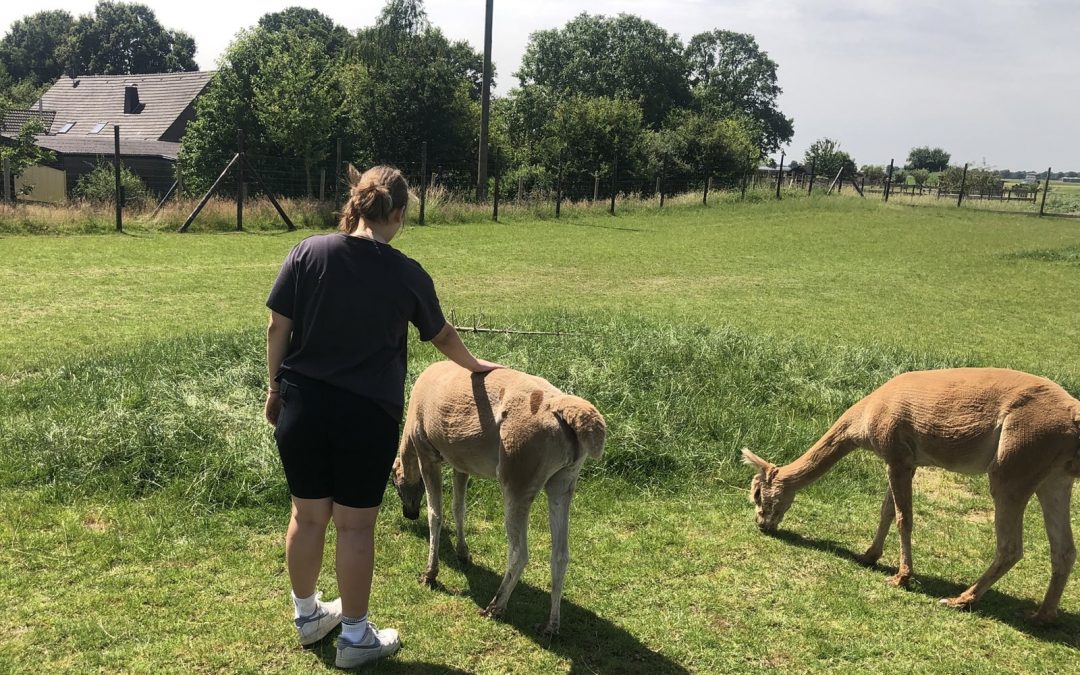 Wenn Tiere trösten: Alpakas und Eichhörnchen spenden stille Nähe
